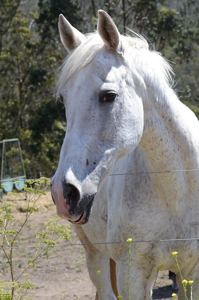 Gigi giving you her opinion. (Square Peg Foundation/Robyn Peters Photography )